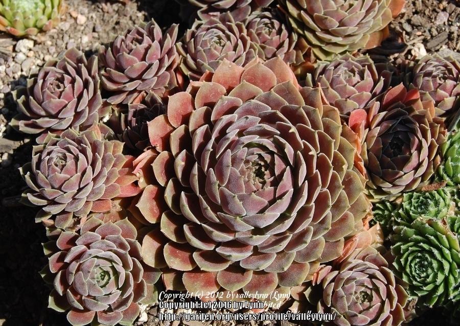 Photo of Hen and Chicks (Sempervivum 'Pacific Mauve') uploaded by valleylynn