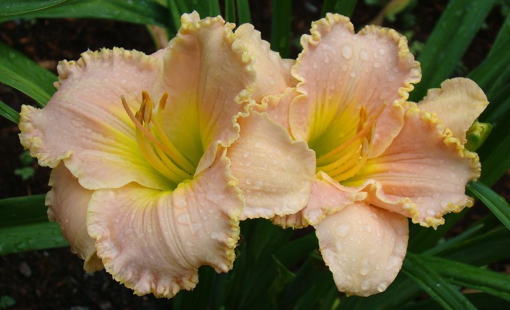 Photo of Daylily (Hemerocallis 'Belle Cook') uploaded by nh4me