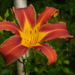 Location: In my garden.
Date: 2012-08-07
Challenger single bloom