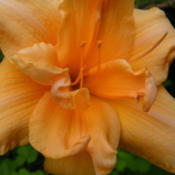 Zella Virgina single bloom close-up