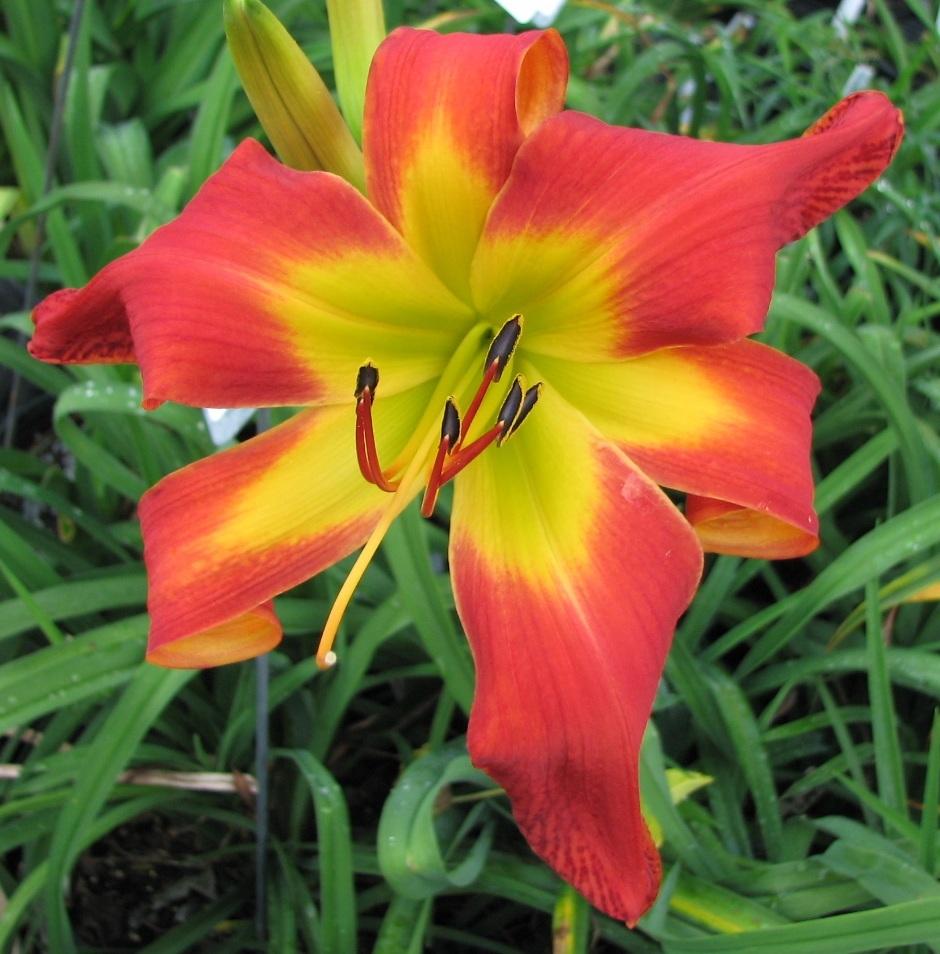 Photo of Daylily (Hemerocallis 'What's Up Down South') uploaded by tink3472