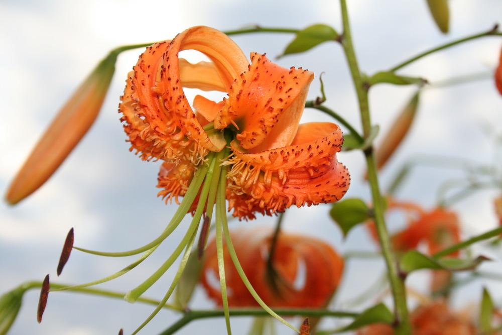 Photo of Henry's Lily (Lilium henryi) uploaded by 4susiesjoy