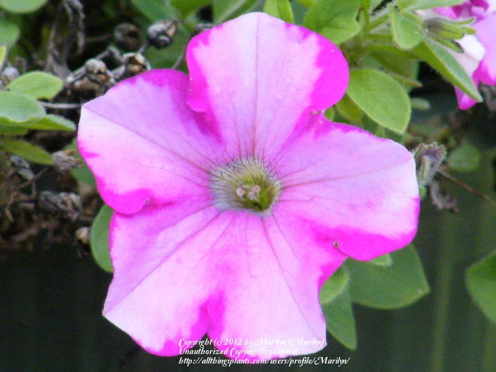 Photo of Multiflora Spreading/Trailing Petunia (Petunia Supertunia® Raspberry Blast) uploaded by Marilyn
