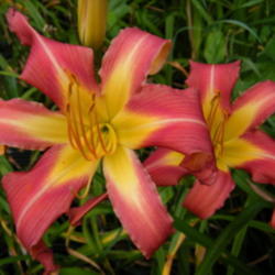 Location: In my garden.
Date: 2012-08-16
James River Rose twins