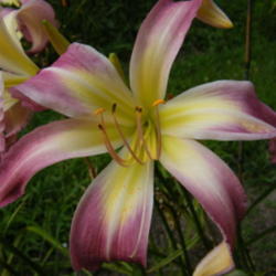 Location: In my garden.
Date: 2012-08-18
Wilson Spider single bloom