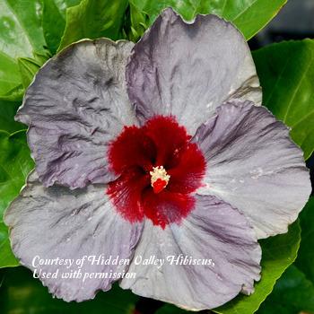 Photo of Tropical Hibiscus (Hibiscus rosa-sinensis 'Wild Blue Yonder') uploaded by SongofJoy