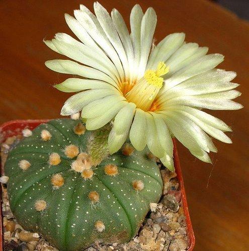 Photo of Texas Star Cactus (Astrophytum asterias) uploaded by SongofJoy