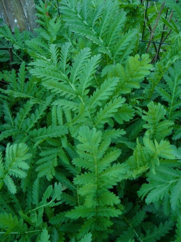 Photo of Tansy (Tanacetum vulgare) uploaded by gardengus