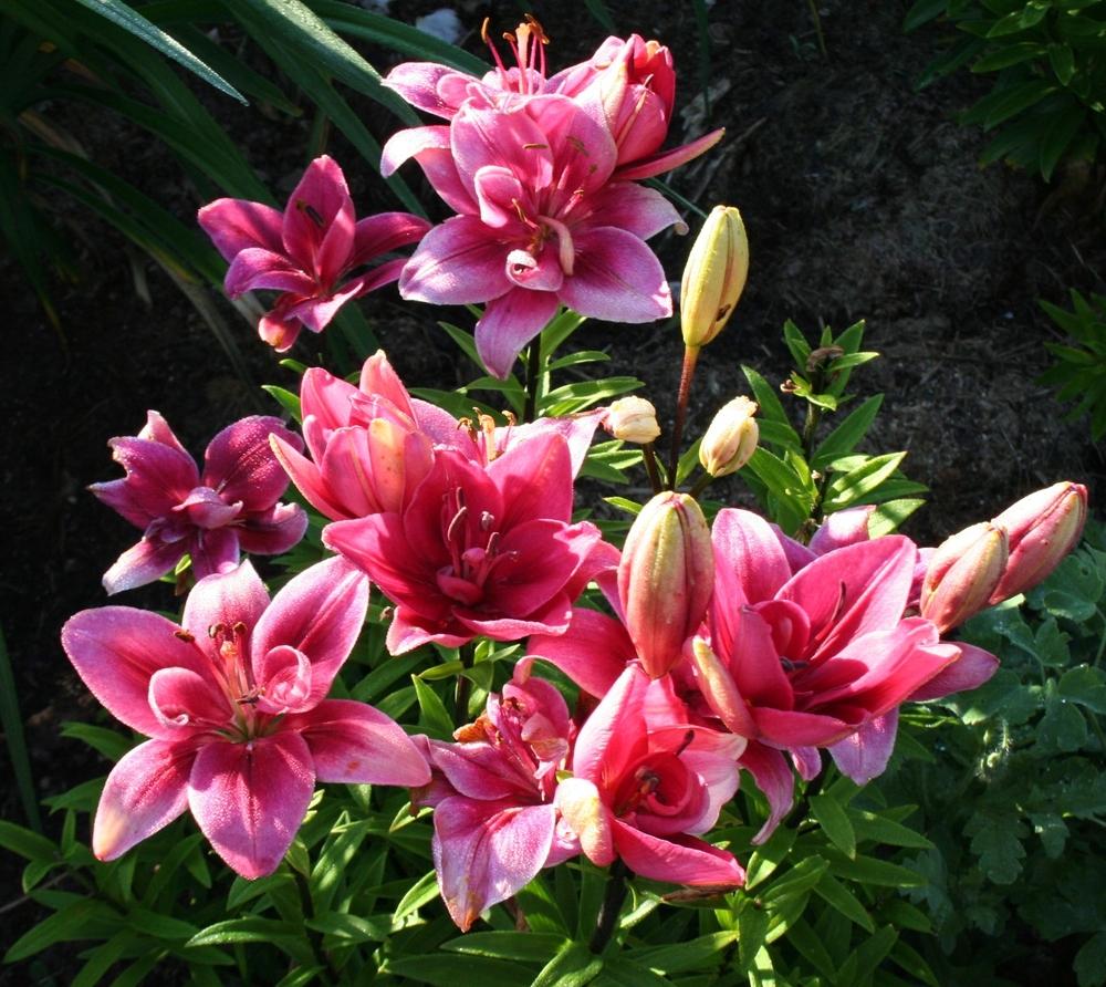 Photo of Lily (Lilium 'Ceres') uploaded by 4susiesjoy
