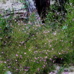 Location: Medina Co., Texas
Date: Ocober 11, 2 012
Plateau Agalinis blooming