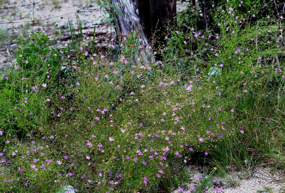 Photo of Plateau agalinis (Agalinis edwardsiana) uploaded by LindaTX8