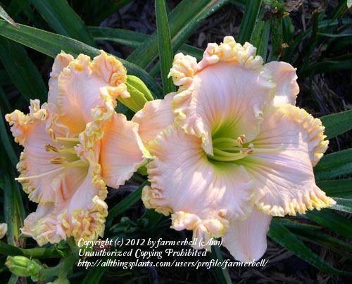 Photo of Daylily (Hemerocallis 'Grandma's Ruffled Curtains') uploaded by farmerbell