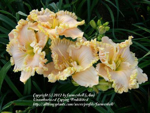 Photo of Daylily (Hemerocallis 'Grandma's Ruffled Curtains') uploaded by farmerbell