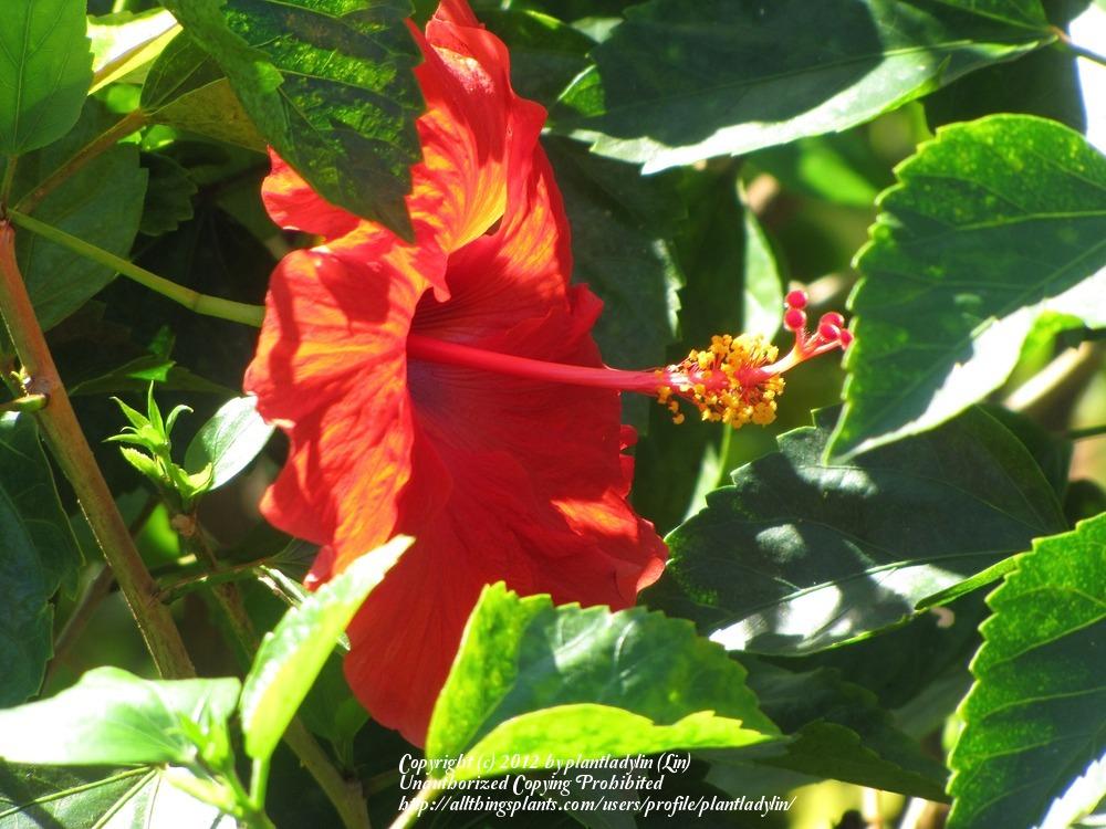 Photo of Hibiscus uploaded by plantladylin