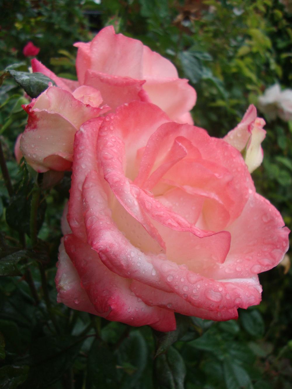 Photo of Rose (Rosa 'Gemini') uploaded by Paul2032