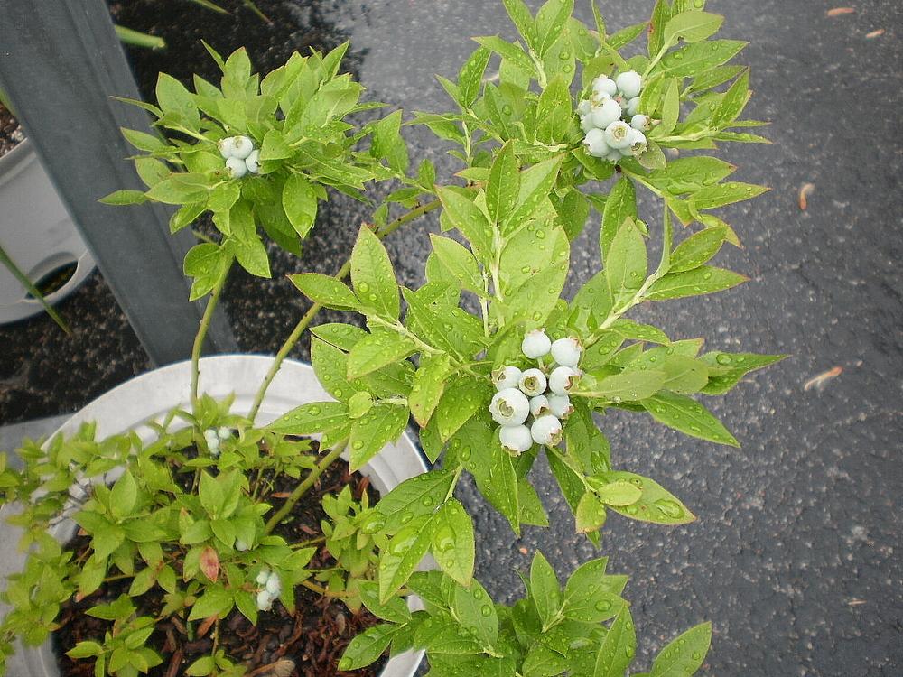 Photo of Lowbush Blueberry (Vaccinium angustifolium 'Top Hat') uploaded by SongofJoy