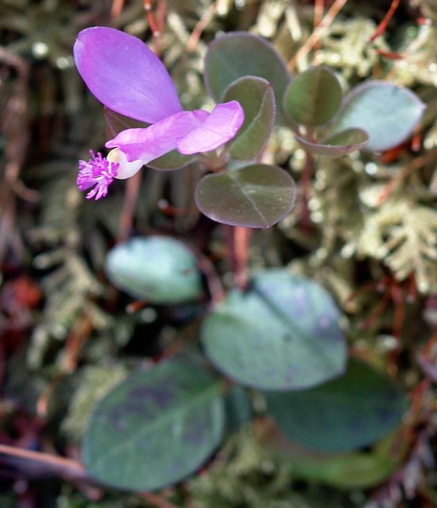 Photo of Fringed Polygala (Polygaloides paucifolia) uploaded by SongofJoy