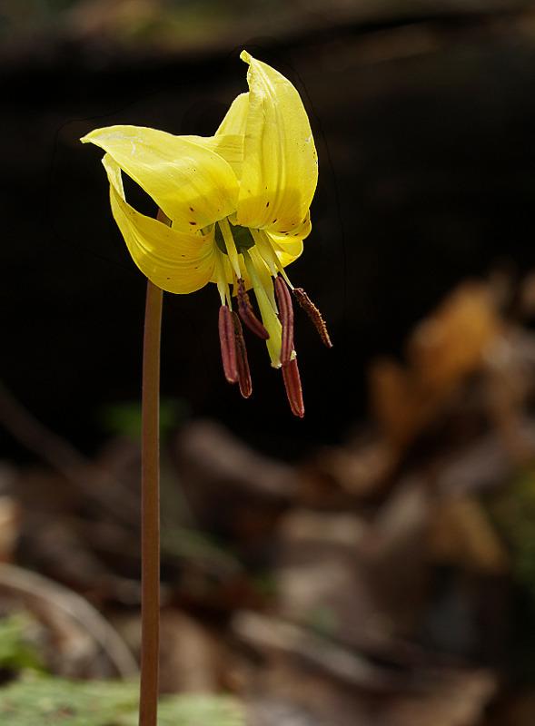 Photo of Trout Lily (Erythronium americanum) uploaded by SongofJoy