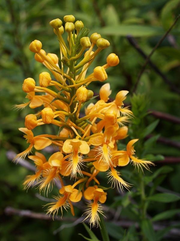 Photo of Yellow Fringed Orchid (Platanthera ciliaris) uploaded by SongofJoy