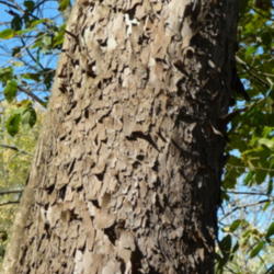 Location: Indiana  Zone 5
Date: 2012-10-13
bark of older tree