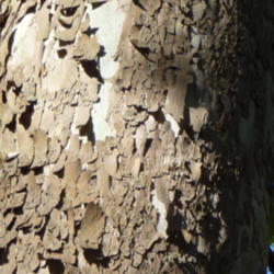 Location: Indiana  Zone 5
Date: 2012-10-13
close-up bark older tree