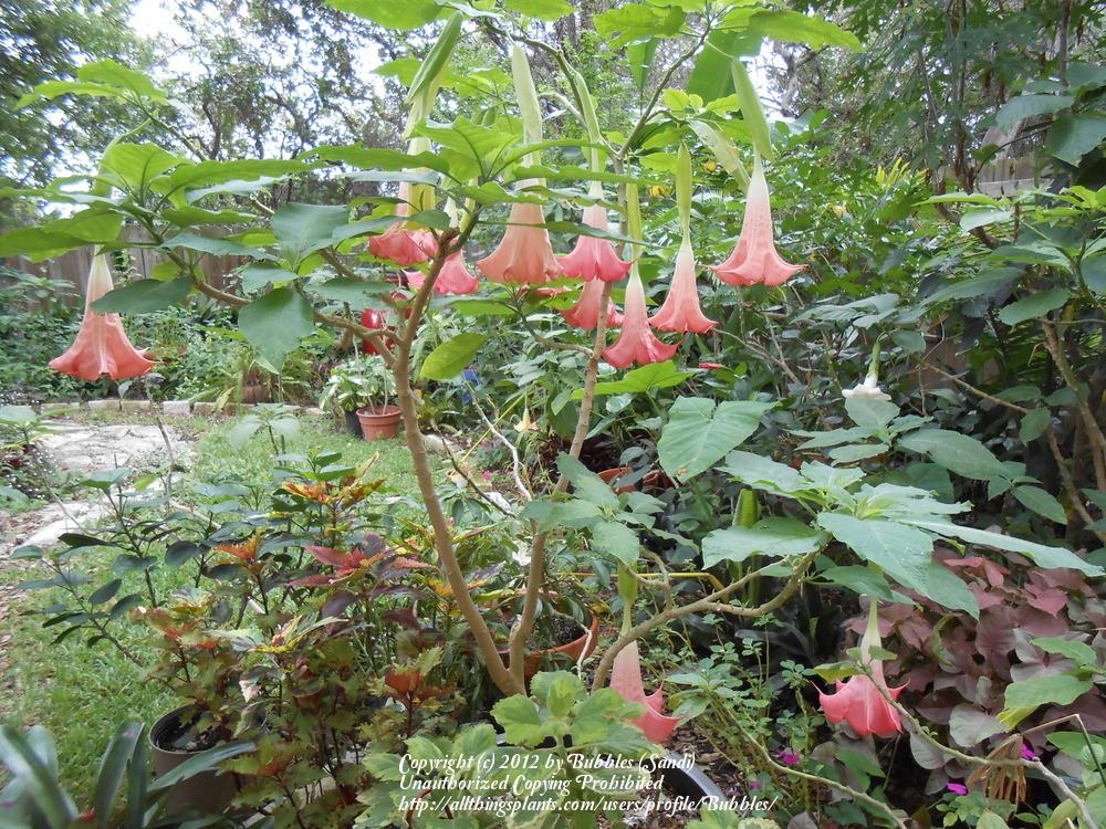 Photo of Angel's Trumpet (Brugmansia 'Eternity') uploaded by Bubbles