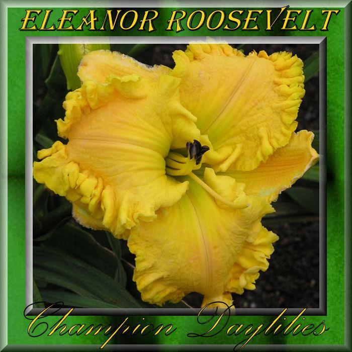 Photo of Daylily (Hemerocallis 'Eleanor Roosevelt') uploaded by Joy