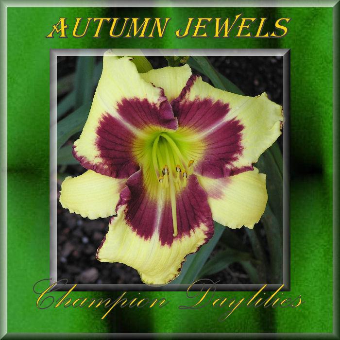Photo of Daylily (Hemerocallis 'Autumn Jewels') uploaded by Joy