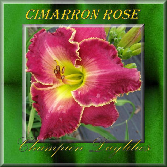 Photo of Daylily (Hemerocallis 'Cimarron Rose') uploaded by Joy
