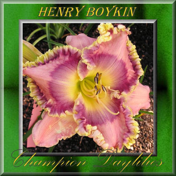 Photo of Daylily (Hemerocallis 'Henry Boykin') uploaded by Joy