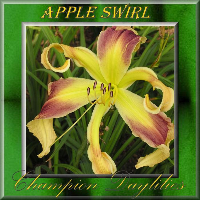 Photo of Daylily (Hemerocallis 'Apple Swirl') uploaded by Joy