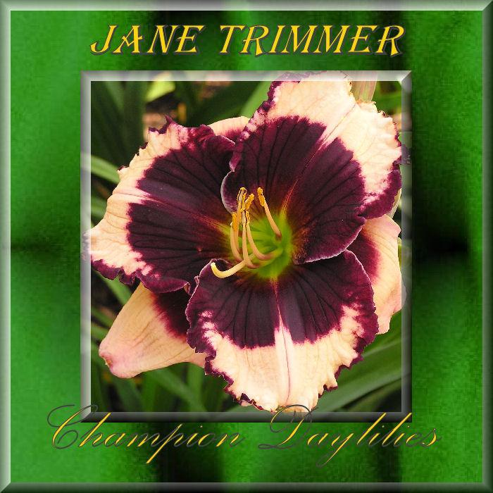 Photo of Daylily (Hemerocallis 'Jane Trimmer') uploaded by Joy