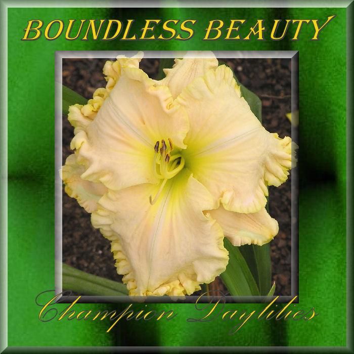 Photo of Daylily (Hemerocallis 'Boundless Beauty') uploaded by Joy
