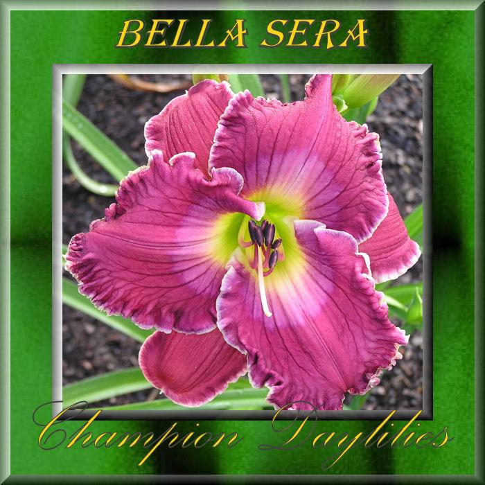Photo of Daylily (Hemerocallis 'Bella Sera') uploaded by Joy