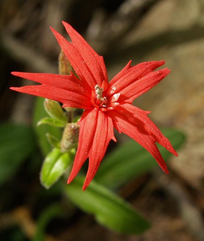 Photo of Fire Pink (Silene virginica) uploaded by SongofJoy