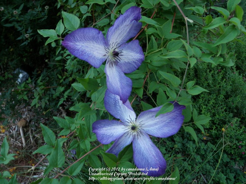 Photo of Clematis (Clematis viticella 'Venosa Violacea') uploaded by canadanna