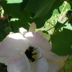 Location: my backyard
Date: October 14, 2012
These attract all manner of bees!