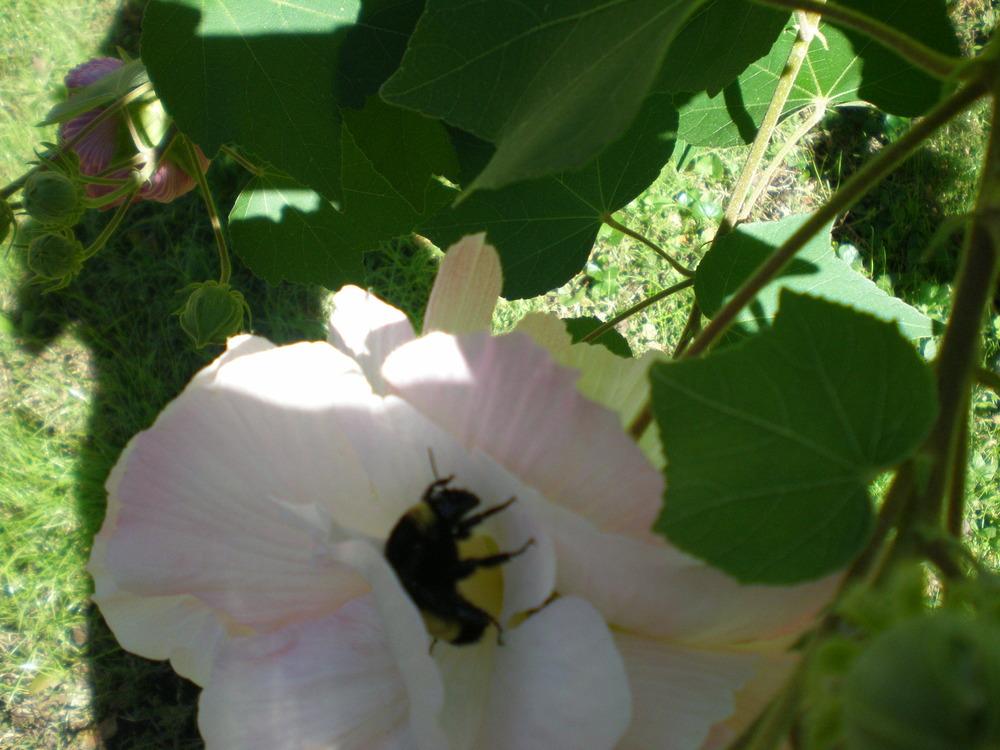Photo of Confederate Rose (Hibiscus mutabilis) uploaded by tuffykay56