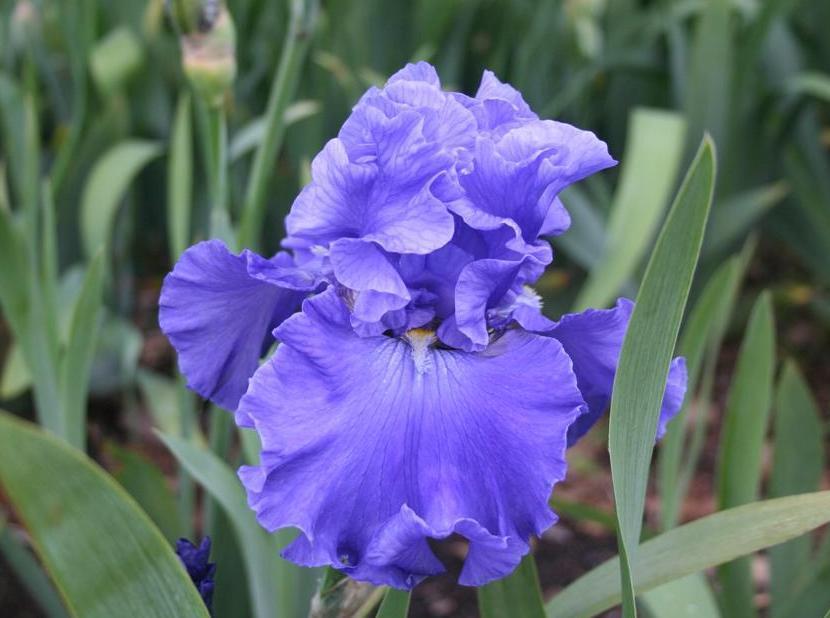 Photo of Tall Bearded Iris (Iris 'Merchant Marine') uploaded by KentPfeiffer
