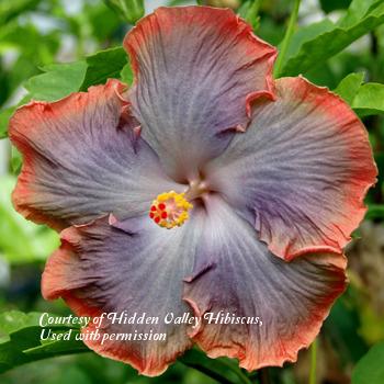 Photo of Tropical Hibiscus (Hibiscus rosa-sinensis 'Summer Shore') uploaded by SongofJoy