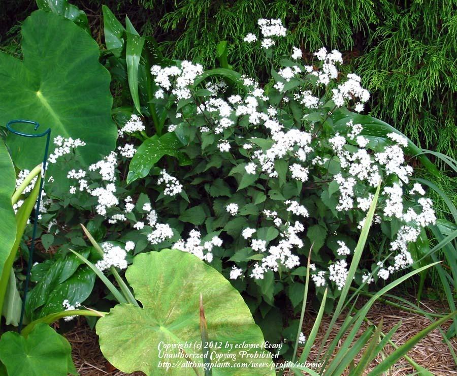 Photo of White Snakeroot (Ageratina altissima 'Chocolate') uploaded by eclayne