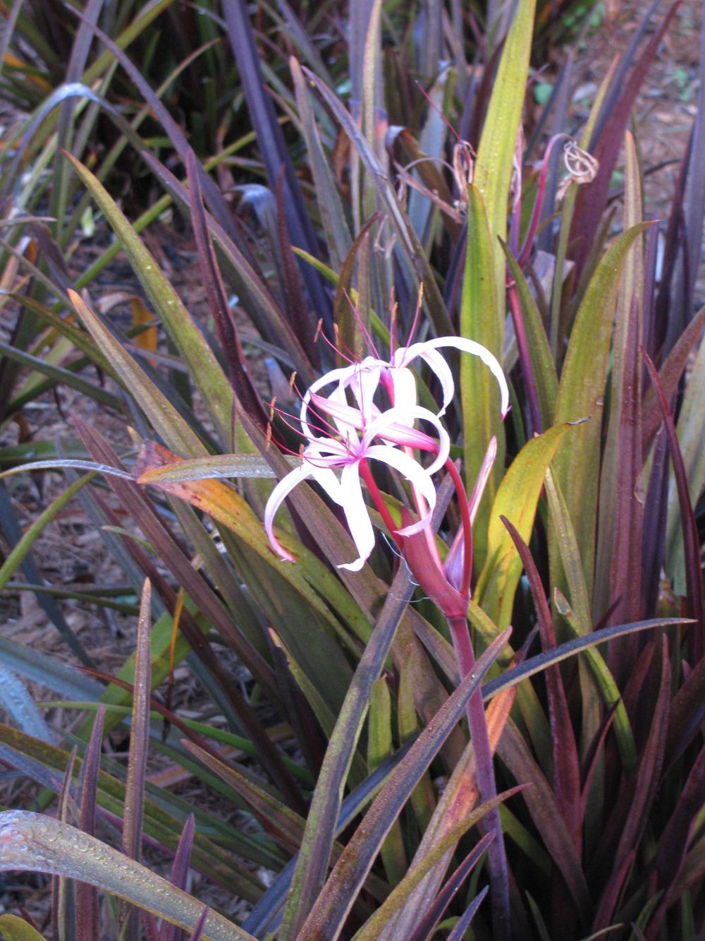 Photo of Crinum Lily (Crinum 'Menehune') uploaded by Dutchlady1