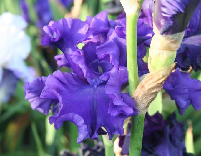 Photo of Tall Bearded Iris (Iris 'Purple Ritz') uploaded by KentPfeiffer