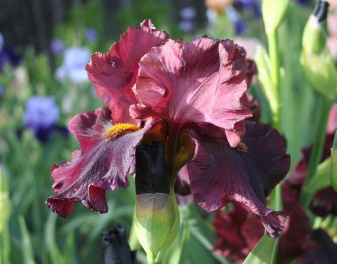 Photo of Tall Bearded Iris (Iris 'Raptor Red') uploaded by KentPfeiffer