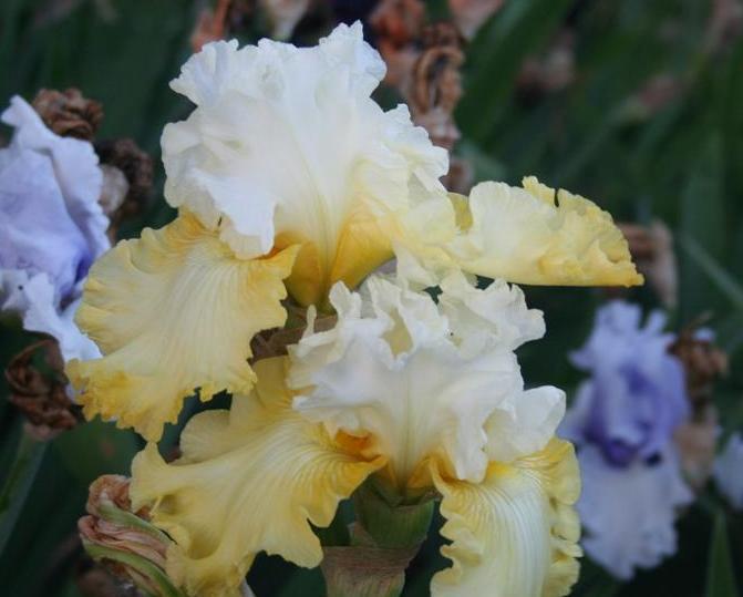 Photo of Tall Bearded Iris (Iris 'Overjoyed') uploaded by KentPfeiffer