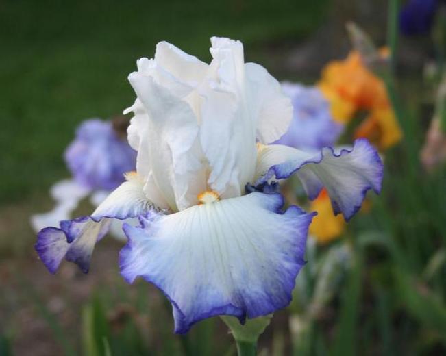 Photo of Tall Bearded Iris (Iris 'Queen's Circle') uploaded by KentPfeiffer