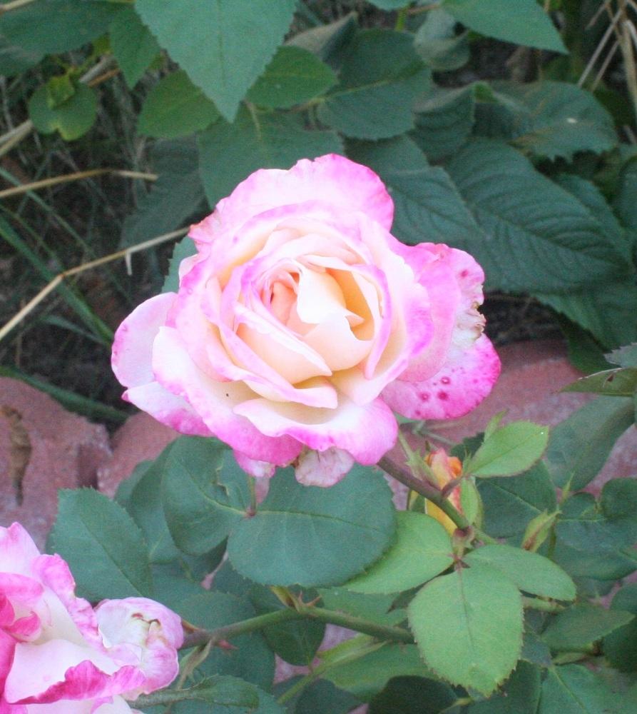 Photo of Rose (Rosa 'Golden Princess') uploaded by Skiekitty