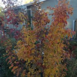Location: Denver Metro CO
Date: 2012-10-16
Fall coloring of this tree