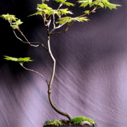 
Date: Spring 2012
Bonsai
