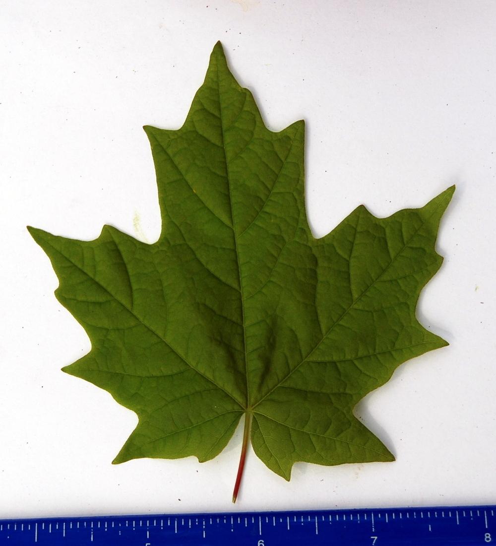 Photo of Sugar Maple (Acer saccharum) uploaded by lancemedric